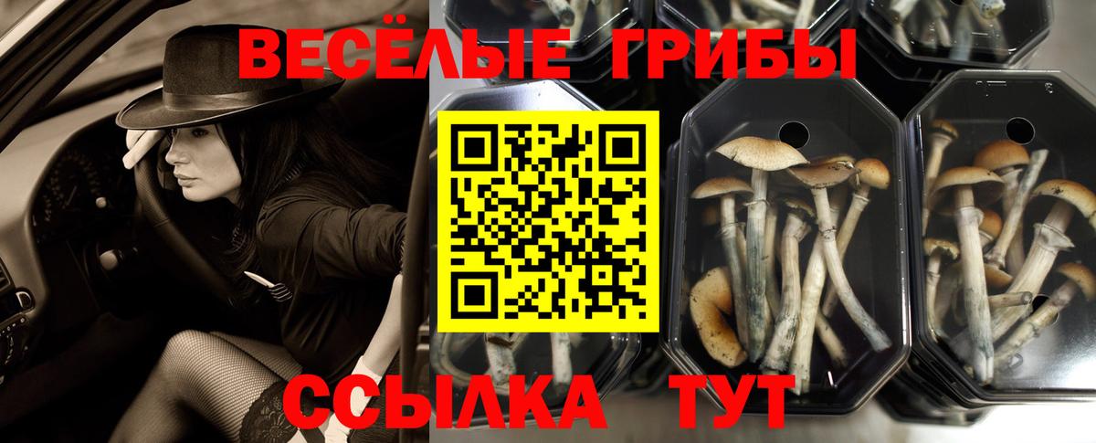 Кудрово  Псилоцибиновые грибы мицелий  Галлюциногенные грибы MAGIC MUSHROOMS  Вход с VPN 
